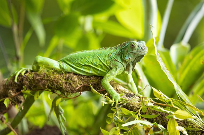 How to cook iguana eggs trini style